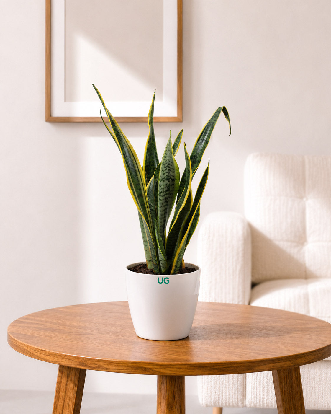 Golden Hahnii Snake Plant (large)