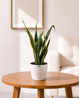 Golden Hahnii Snake Plant (large)
