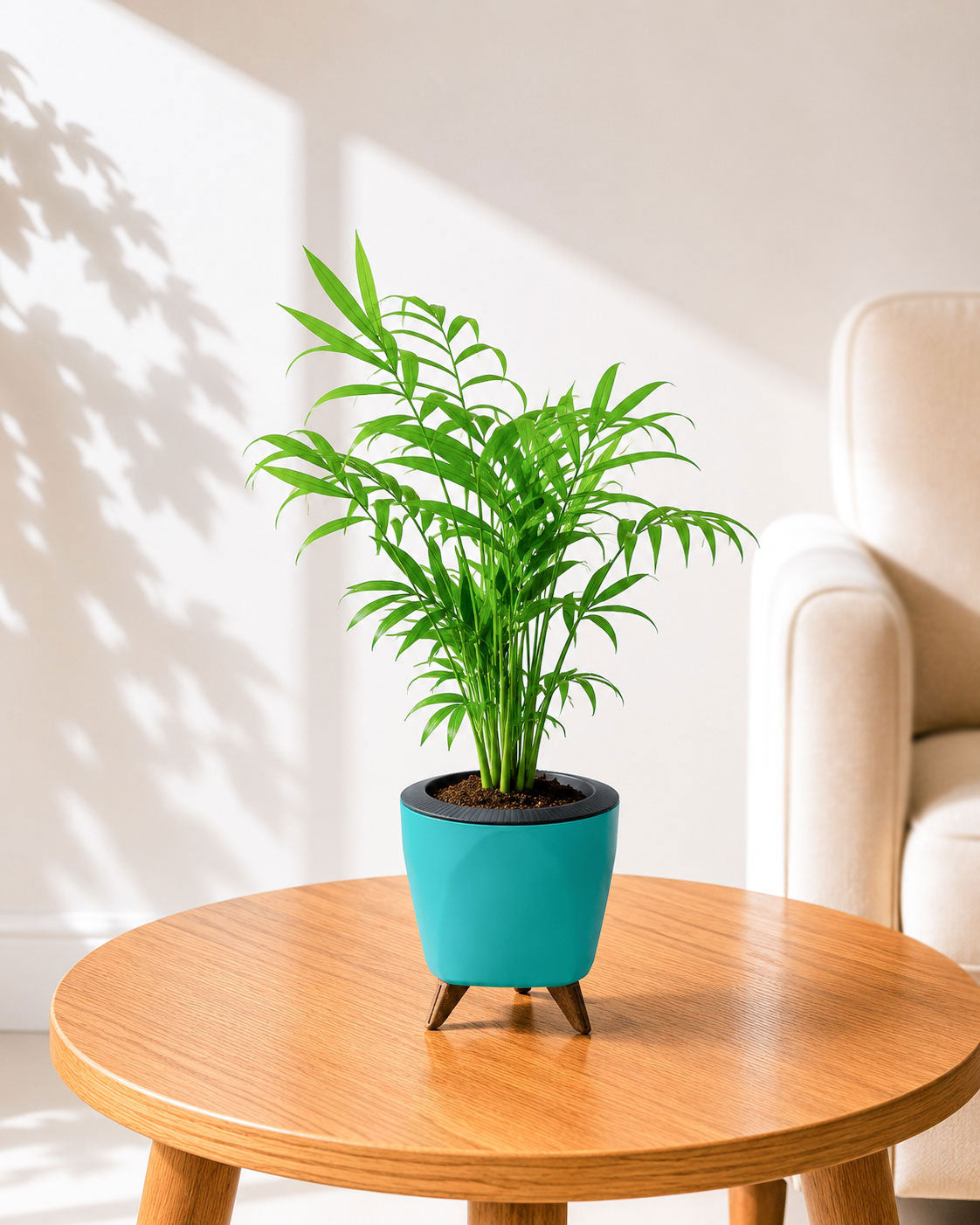 Chamaedorea Palm