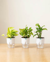 Broken heart, Green Money Plant and Golden money plant Combo