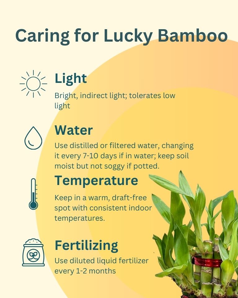 lucky bamboo soil vs water Shop Combo of 2 Layer Lucky Bamboo Plants