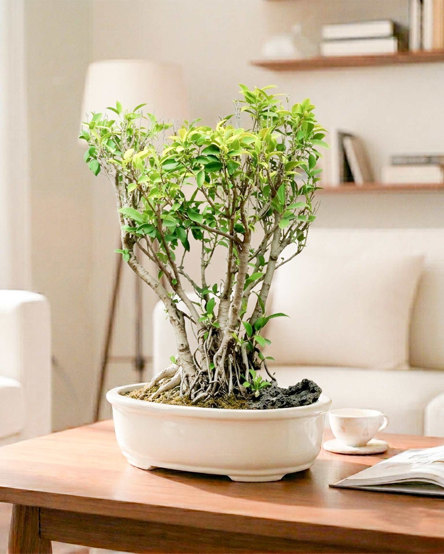 Ficus Nuda (20 Years Old)