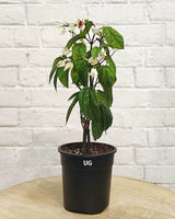 Bleeding Heart Vine Plant