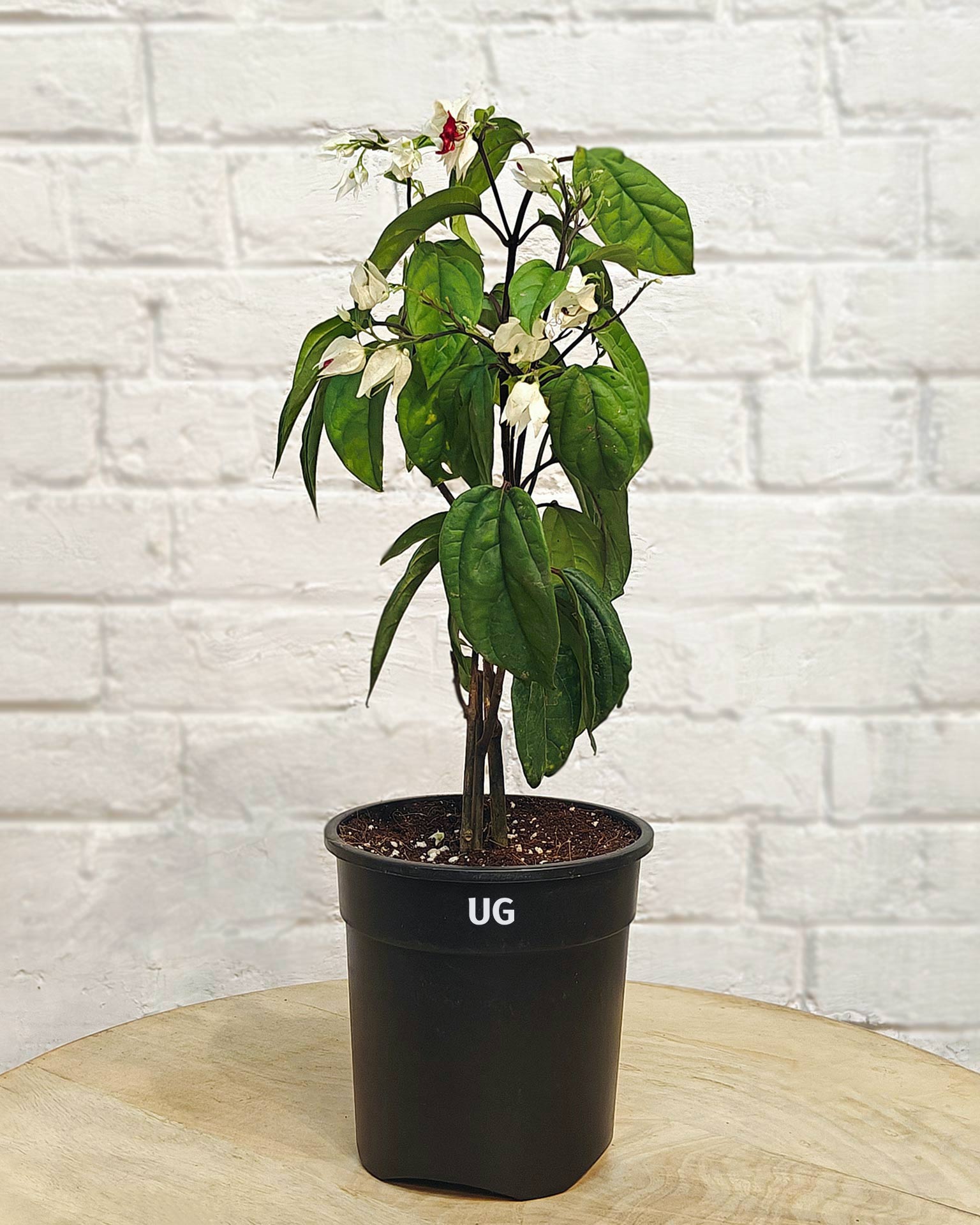 Bleeding Heart Vine Plant