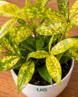 Dracaena Golden Milky