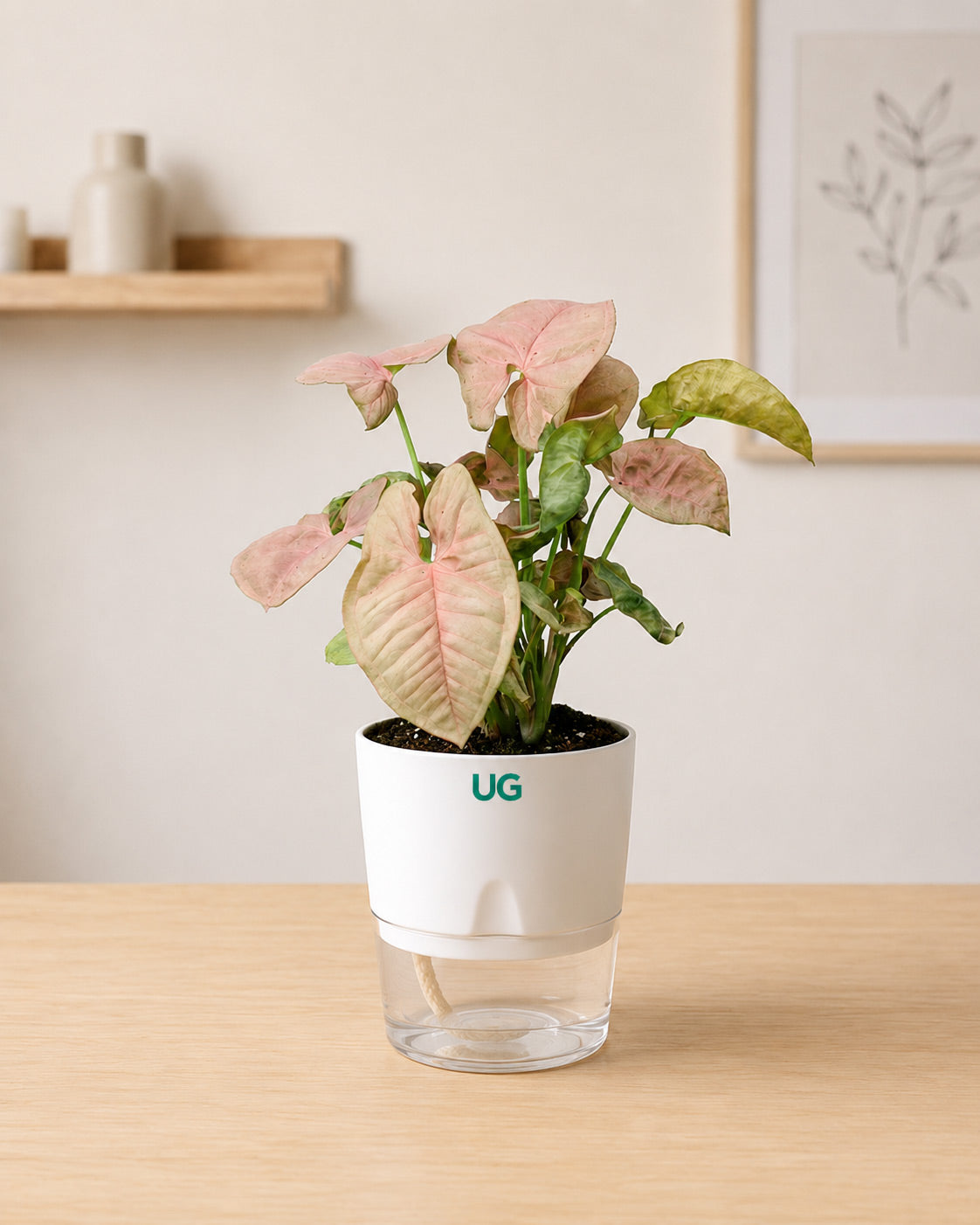 Birkin Plant, Lucky Bamboo (2 Layer), and Syngonium Pink Combo