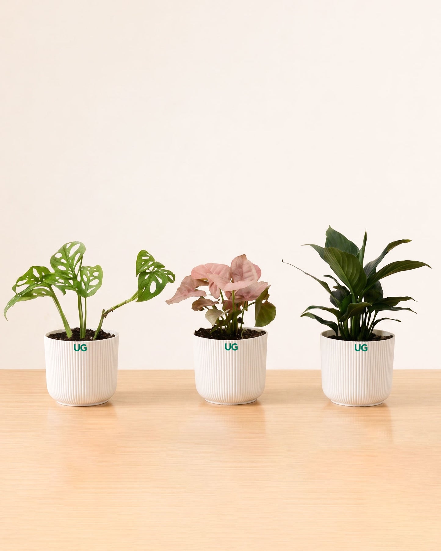 Syngonium Pink, Broken Heart, and Peace Lily Plant Combo