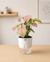 Syngonium Pink, Broken Heart, and Peace Lily Plant Combo