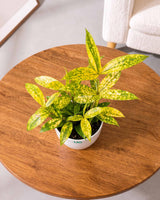 Dracaena Golden Milky