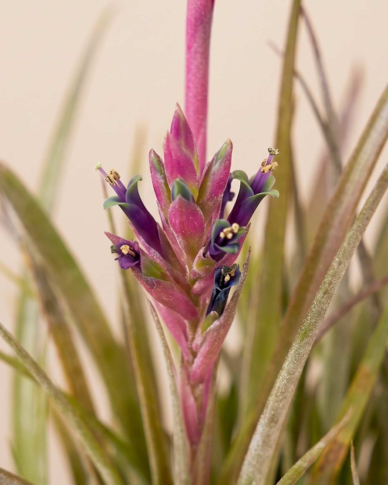 Queen’s Tear Plant in Eco Pot