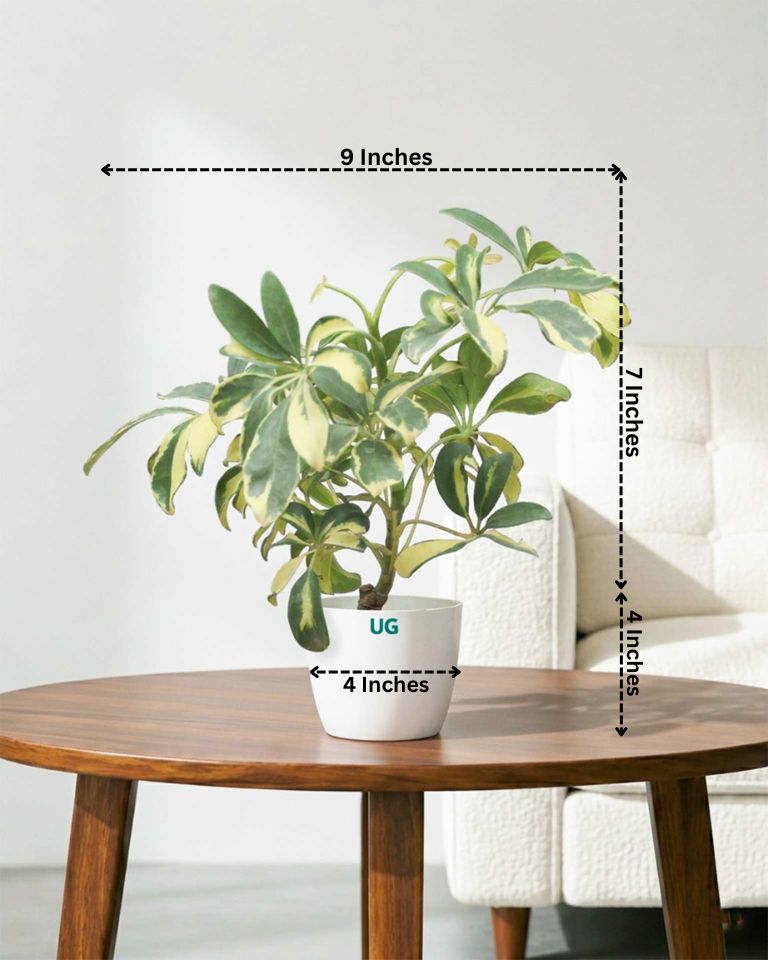 Schefflera Variegated