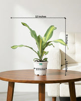 Dracaena Fragrans
