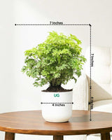 Aralia Variegated Plant