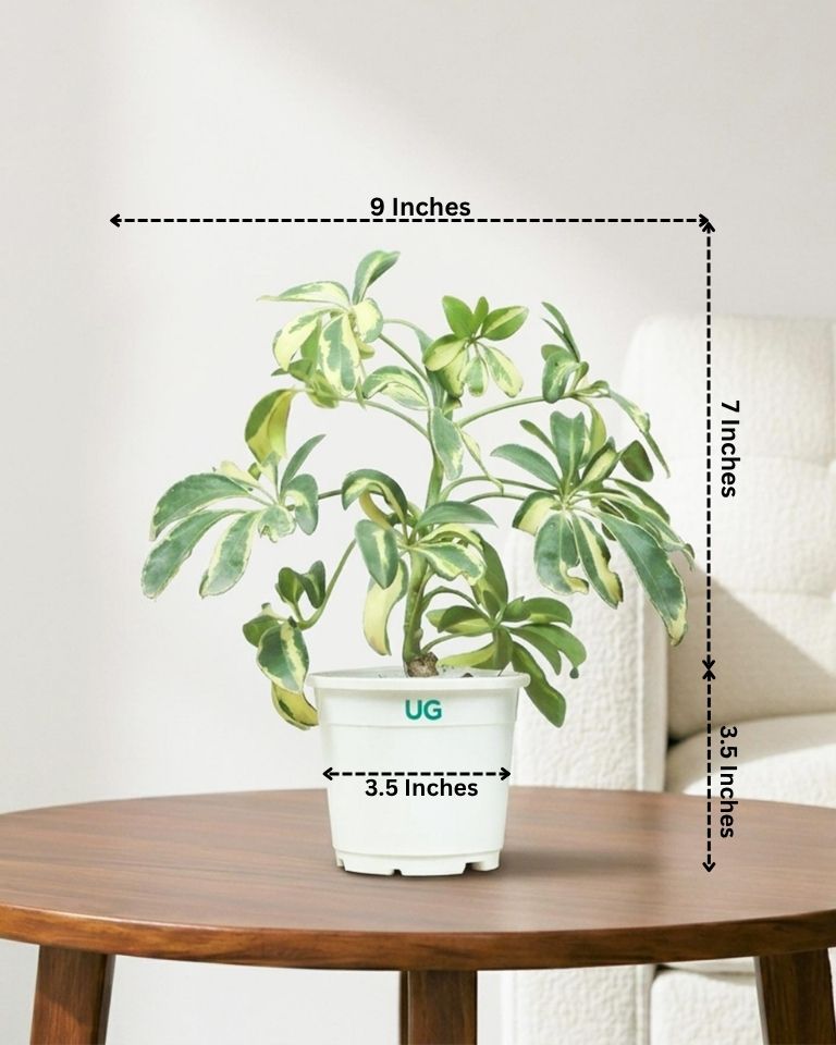 Schefflera Variegated