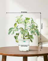 Schefflera Variegated