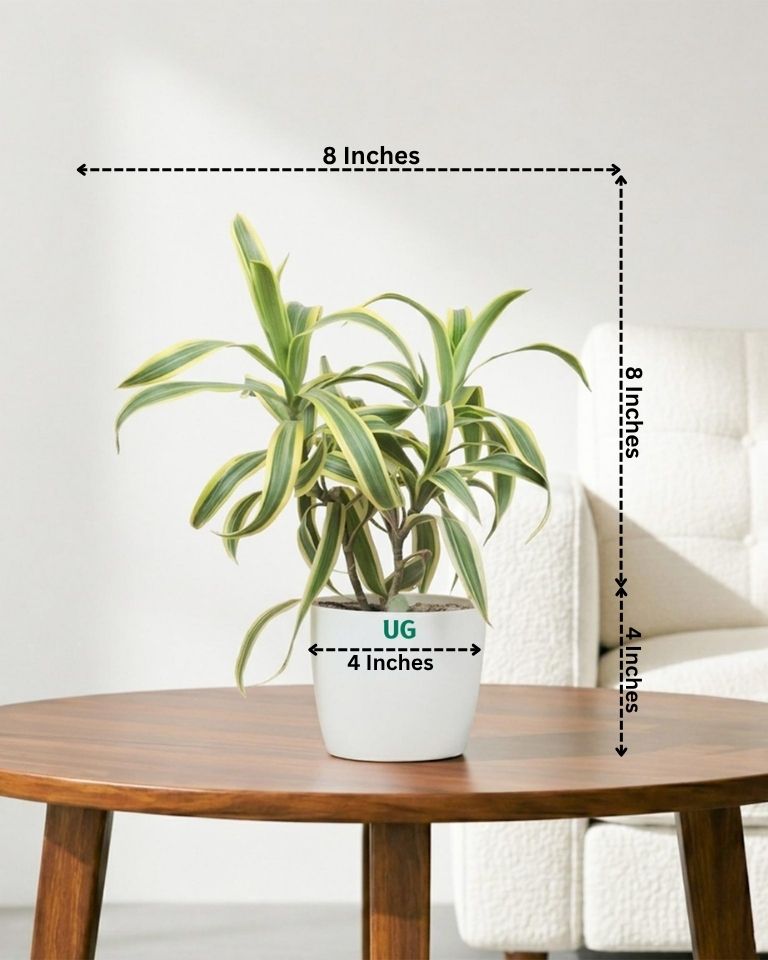 Song of India Plant