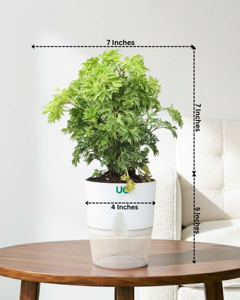Aralia Variegated Plant