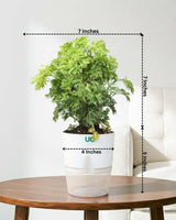 Aralia Variegated Plant
