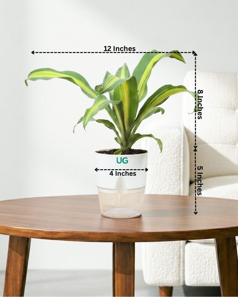 Dracaena Fragrans