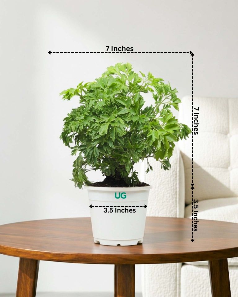 Aralia Variegated Plant