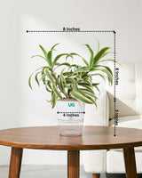 Song of India Plant