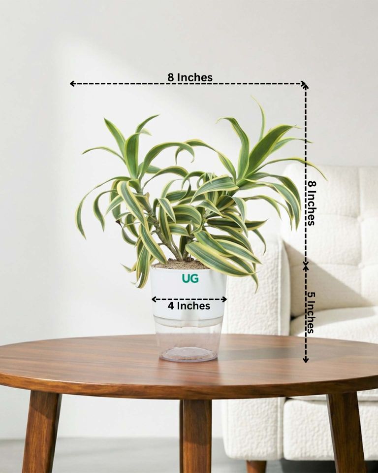 Song of India Plant