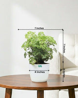 Aralia Variegated Plant