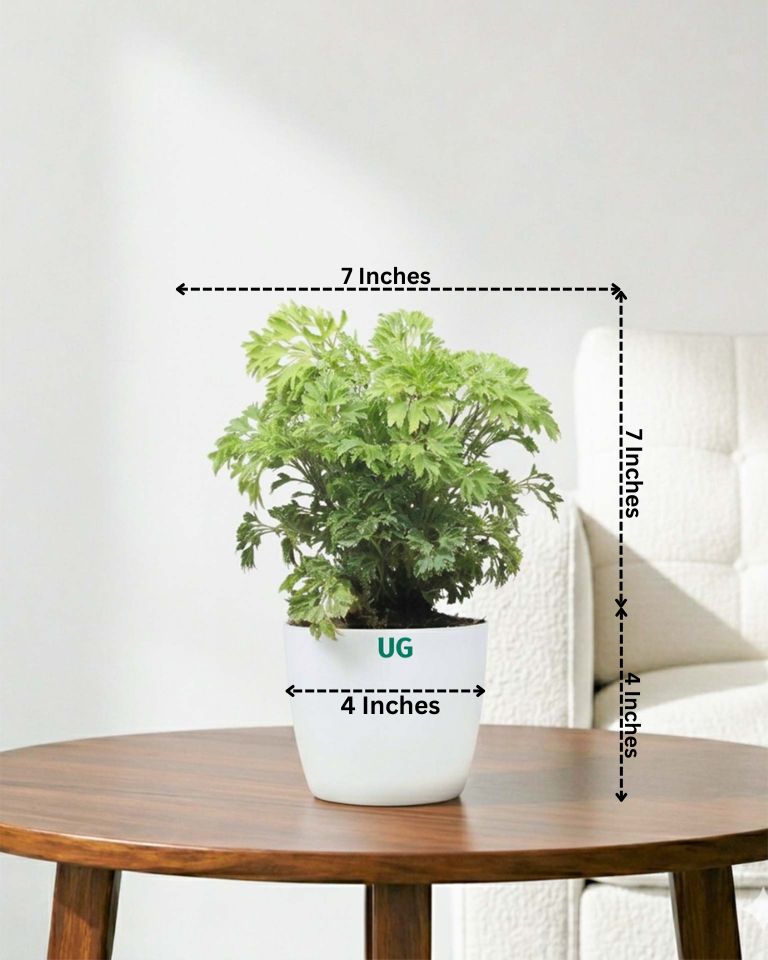 Aralia Variegated Plant