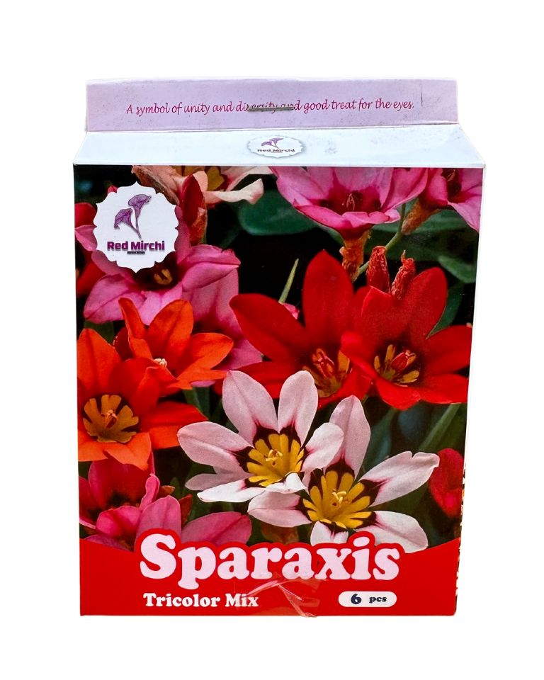 Holland Sparaxis Flower Bulbs (Pack of 6 Bulbs)