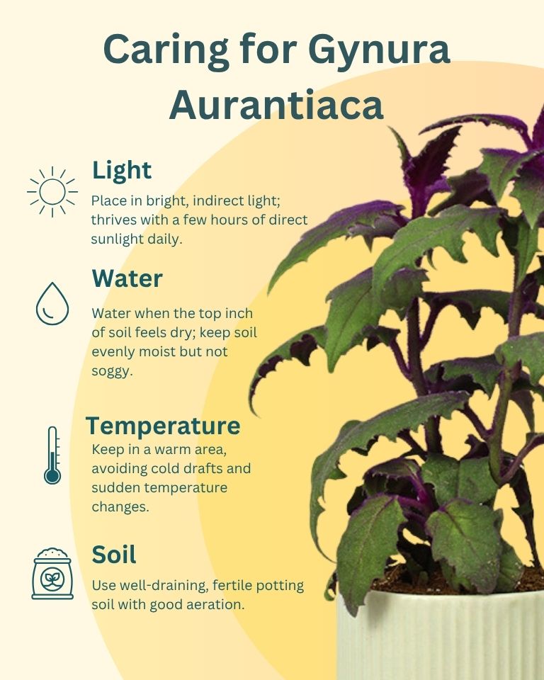 Spider Plant in Wooden Planter – Eco-Friendly Corporate Gift for Clients & Employees