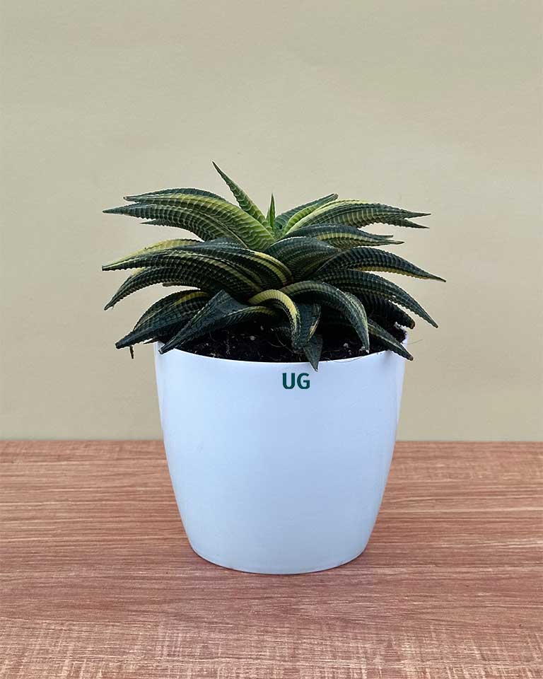 Variegated Fairy Washboard | Haworthia limifolia variegata