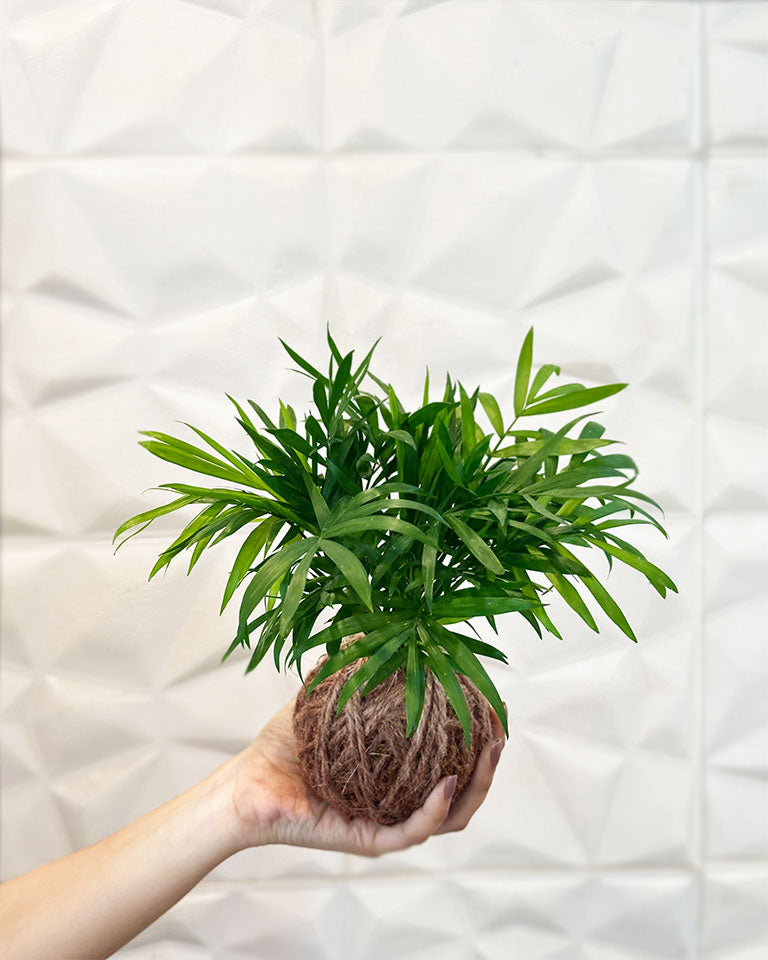 Chamaedorea (Chamaedorea elegans) Kokedama