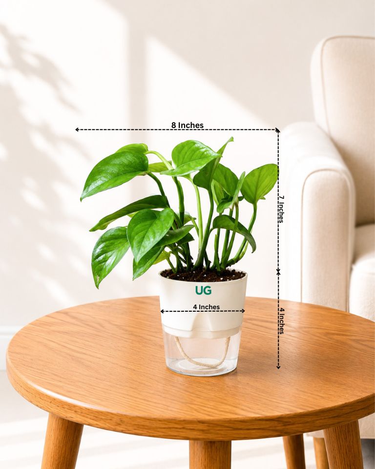 Money Plant Green