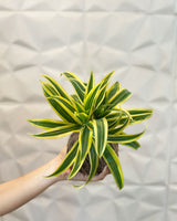 Kokedama Plant