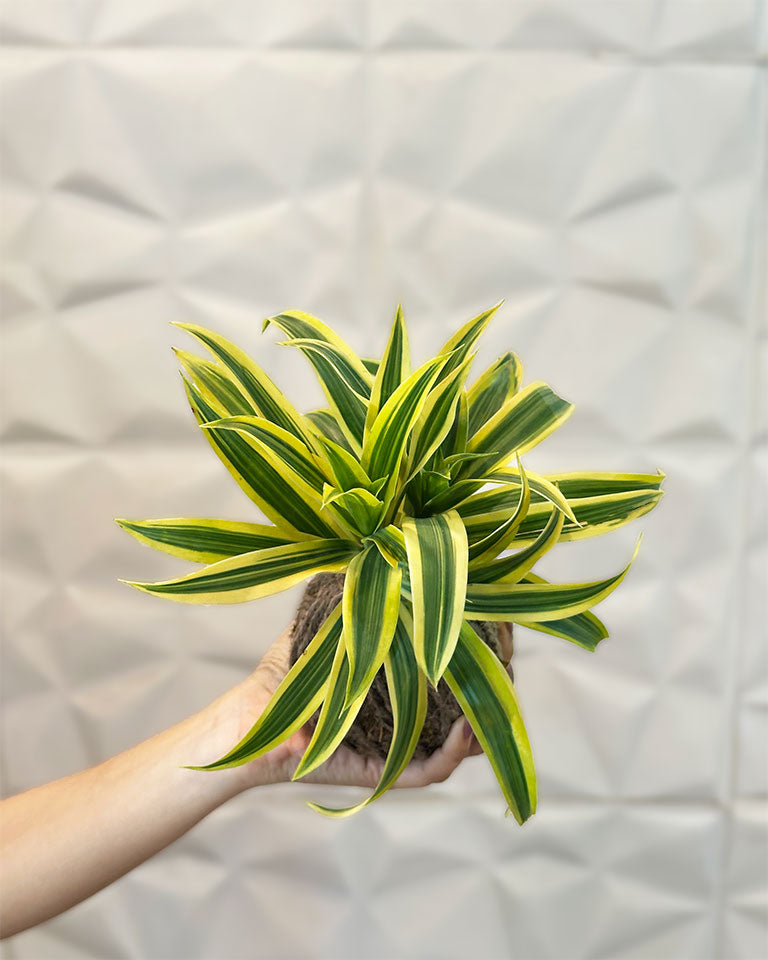 Kokedama Plant