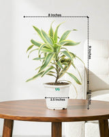 Song of India Plant