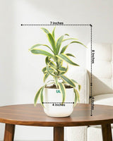Song of India Plant
