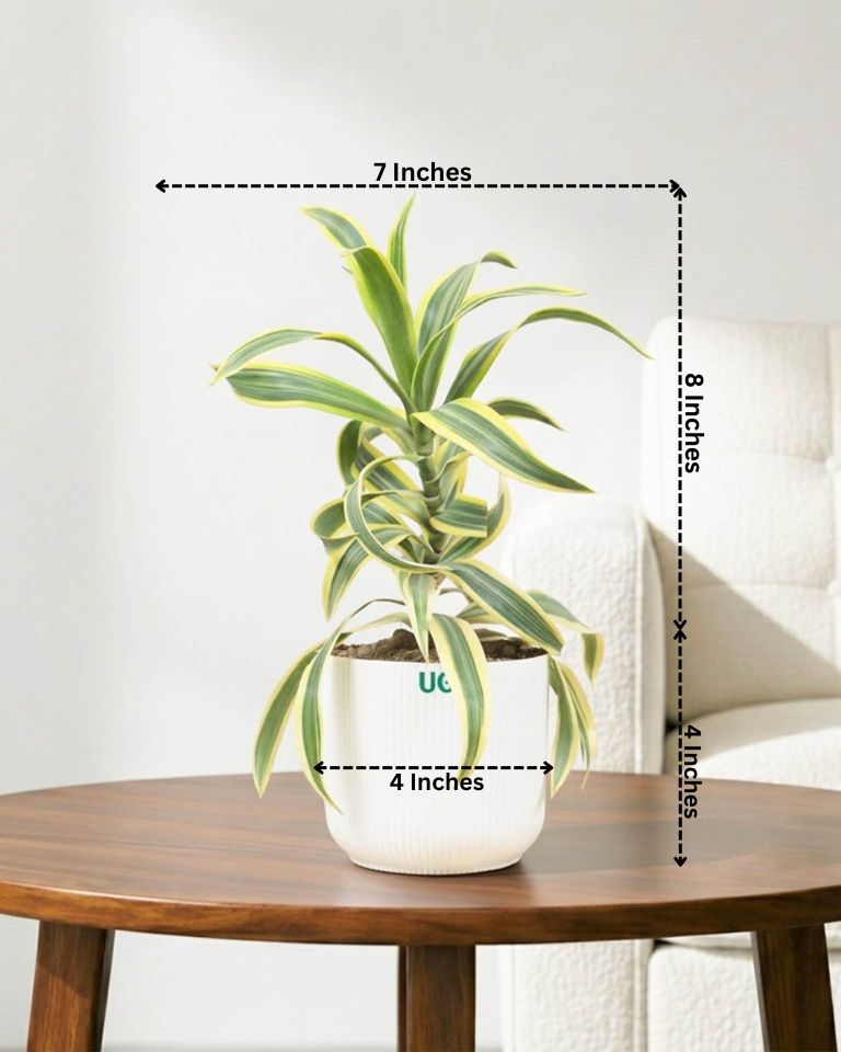 Song of India Plant