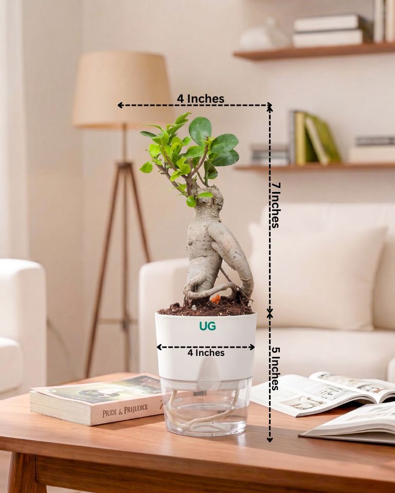 Ficus bonsai In Self-Watering (Small)