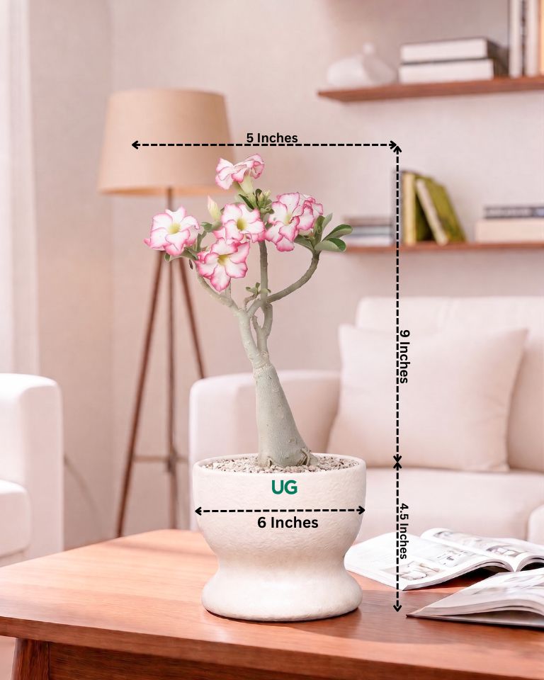 Adenium Plant (Table Top Size)