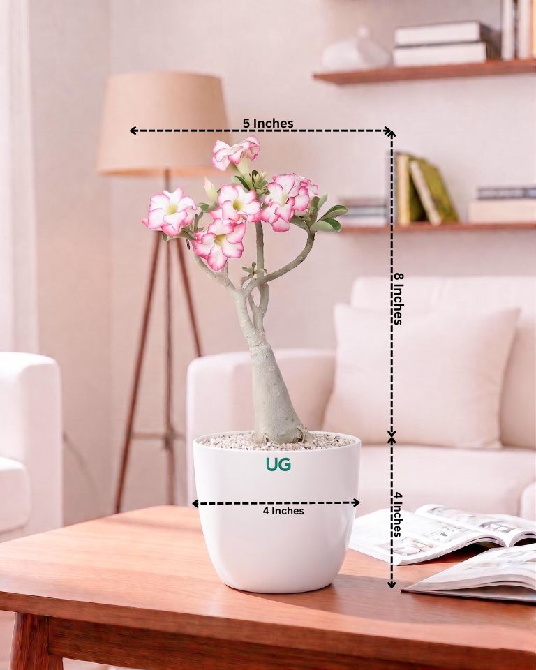 Adenium Plant (Table Top Size)