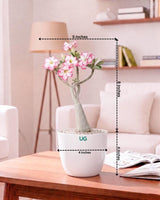 Adenium Plant (Table Top Size)