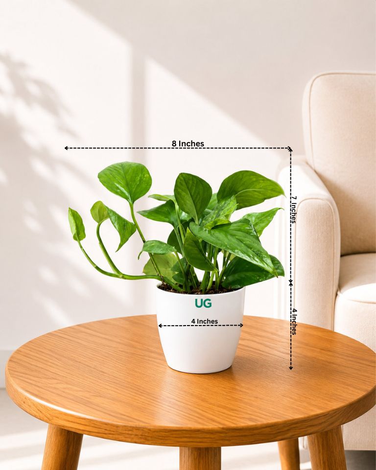 Money Plant Green