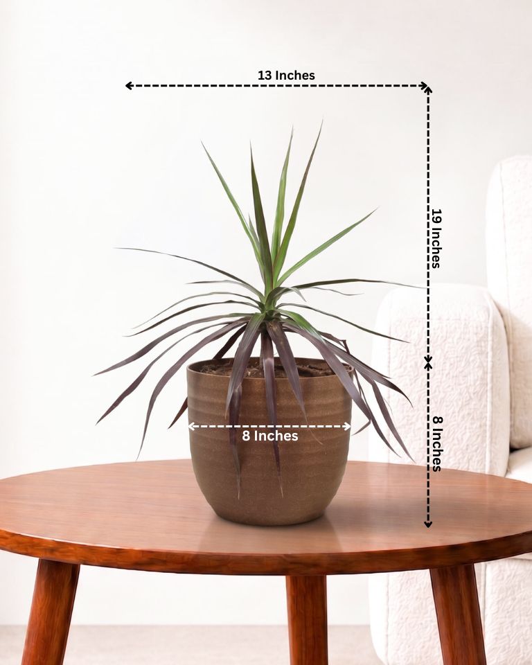 Dracaena Marginata Plant
