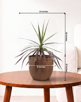 Dracaena Marginata Plant