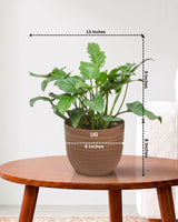 Philodendron Xanadu Plant