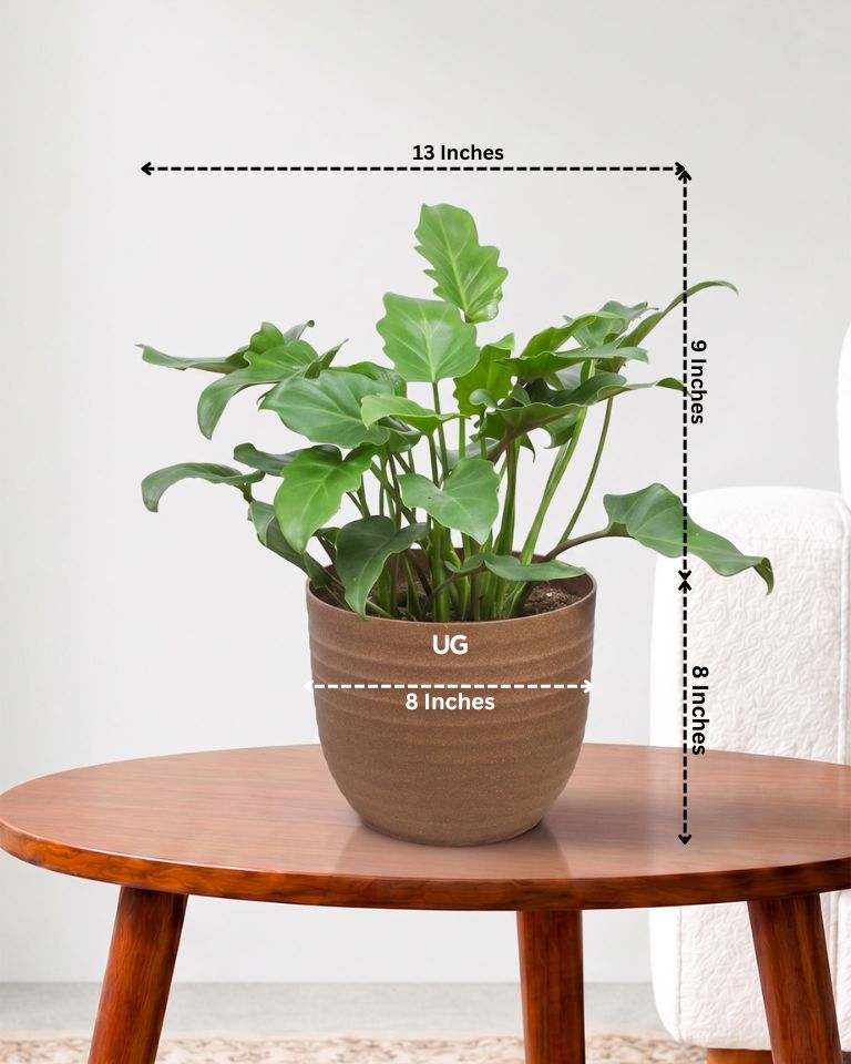 Philodendron Xanadu Plant
