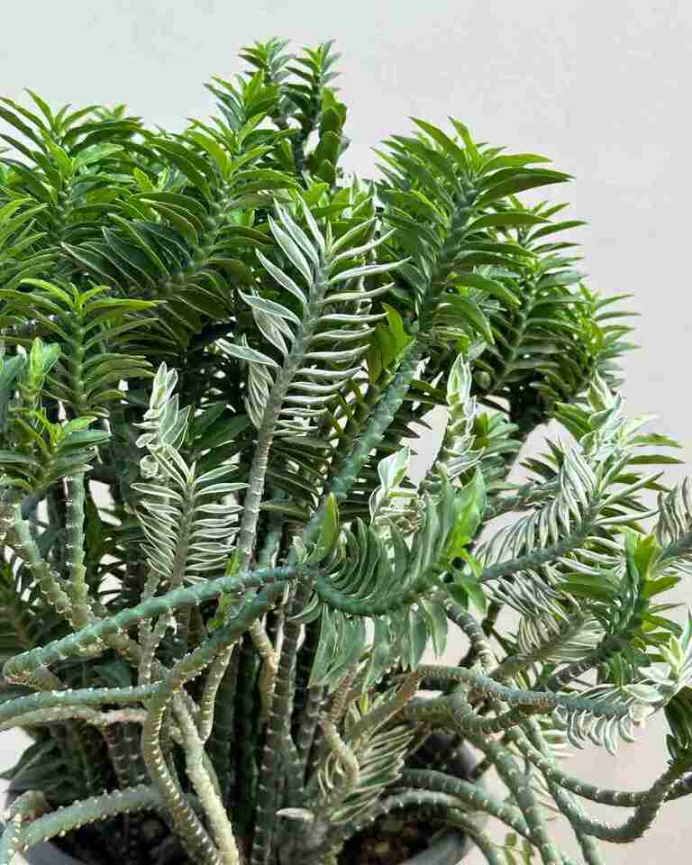 Pedilanthus Tithymaloides, Devil's Backbone 'variegata' Plant