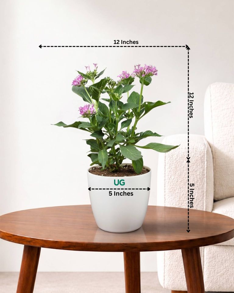 Pentas Plant