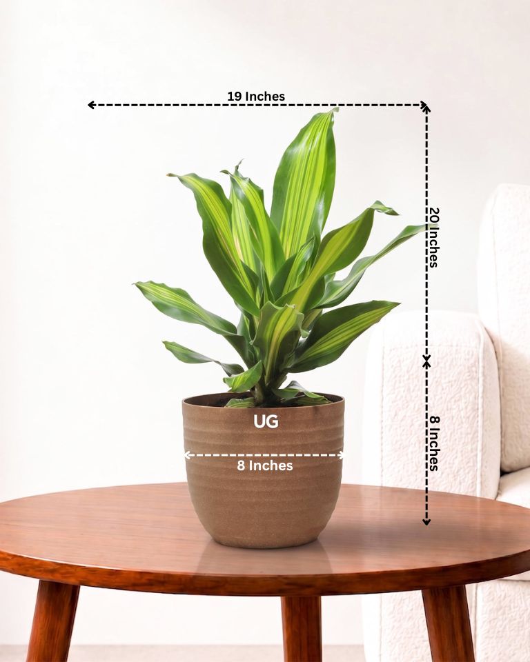 Dracaena Fragrans Medium